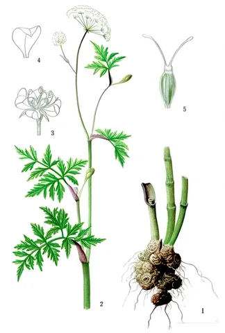 Chuan Xiong — Koprníček wallichův