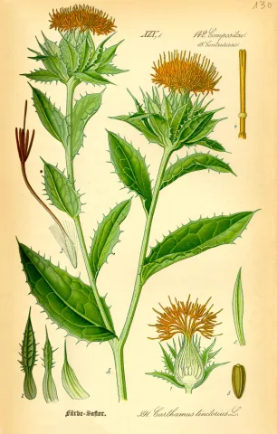 Hong Hua — Světlice barvířská